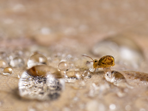 An insect near a water droplet